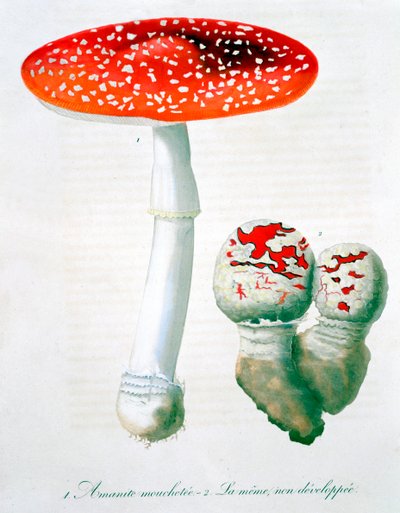 Amanita Muscaria légyölő galóca, 1821 alkotó: LFJ Hoquart