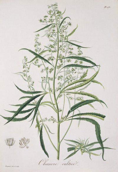 Cannabis Sativa Joseph Roques (1772-1850) 1821-ben kiadott "Phytographie Medicale"-jából. alkotó: L.F.J. Hoquart