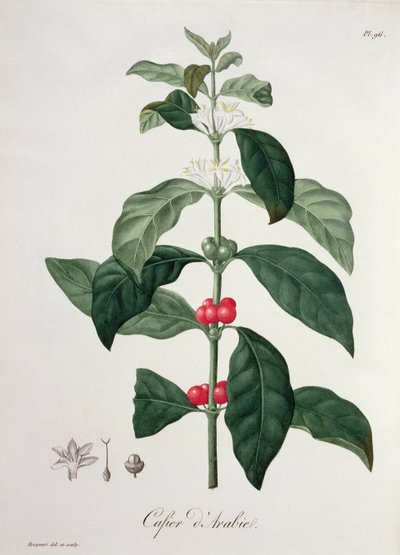 Coffea Arabica Joseph Roques (1772-1850) „Phytographie Medicale”-jából, 1821-ben alkotó: L.F.J. Hoquart