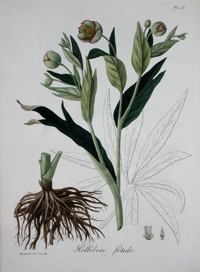 Helleborus Foetidus Joseph Roques (1772-1850) „Phytographie Medicale”-ból, 1821-ben megjelent (metszet) alkotó: L.F.J. Hoquart