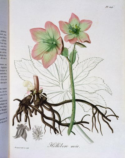 Helleborus Niger Joseph Roques (1772-1850) 1821-ben kiadott "Phytographie Medicale" című művéből. alkotó: L.F.J. Hoquart