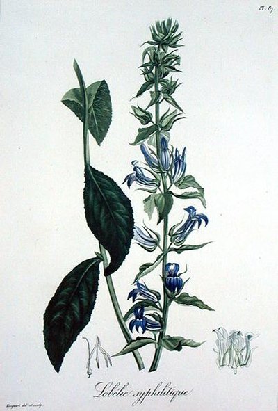 Lobelia Siphilitica Joseph Roques (1772-1850) „Phytographie Medicale” című művéből, 1821-ben jelent meg (metszet) alkotó: L.F.J. Hoquart