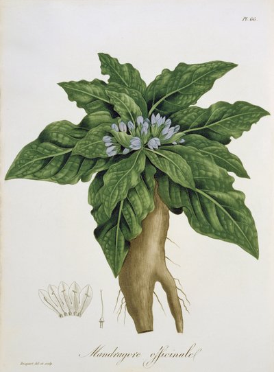Mandragora Officinarum Joseph Roques (1772-1850) „Phytographie Medicale” című művéből, 1821-ben. alkotó: L.F.J. Hoquart