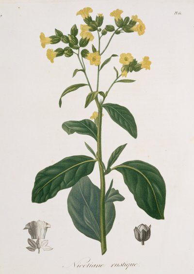 Nicotiana Joseph Roques (1772-1850) „Phytographie Medicale”-jából, 1821-ben alkotó: L.F.J. Hoquart