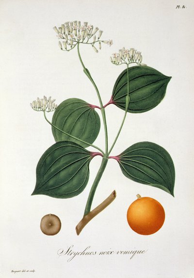 Strychnos nux vomica Joseph Roques (1772-1850) 1821-ben kiadott "Phytographie Medicale" című művéből. alkotó: L.F.J. Hoquart