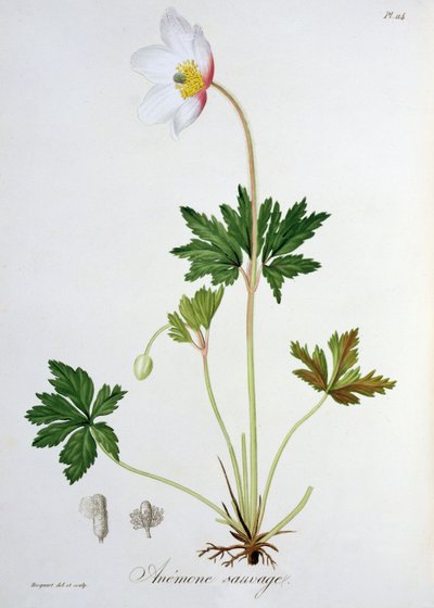 Erdei kökörcsin Joseph Roques (1772-1850) „Phytographie Medicale”-jából, 1821-ben. alkotó: L.F.J. Hoquart