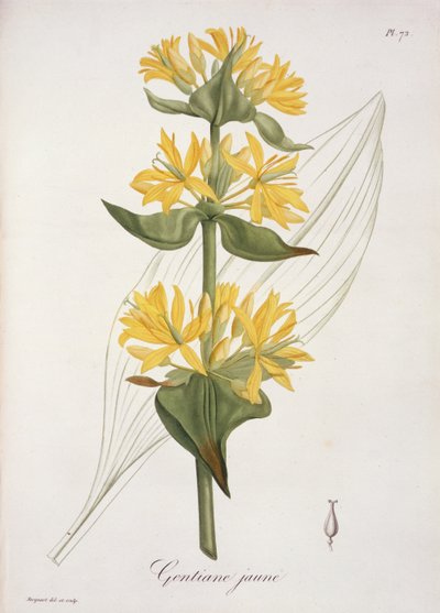 Yellow Gentian Joseph Roques (1772-1850) „Phytographie Medicale” című művéből, 1821-ben megjelent alkotó: L.F.J. Hoquart