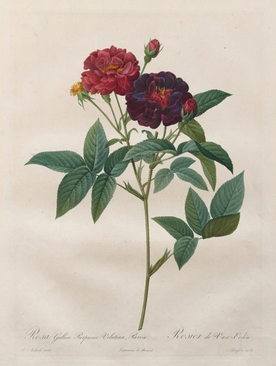 A rózsák: Rosa Gallica Purpurea Velutina Parva, 1817-1824. alkotó: Langlois