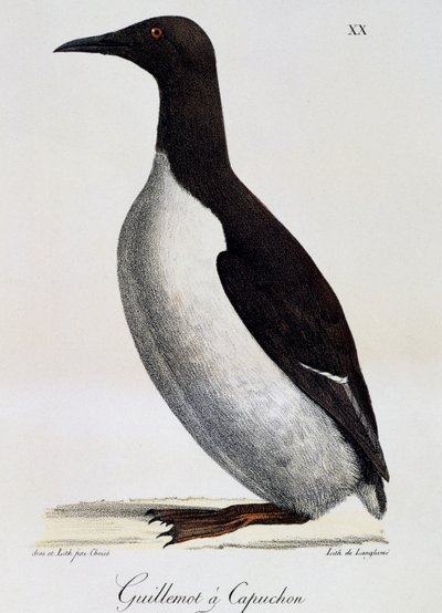 Common Guillemot (Uria aalge), a Festői utazás a világ körül című filmből alkotó: Langlume Langlume