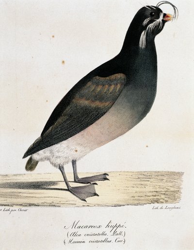 Tarajos Auklet (Aethia cristatella), a Festői utazás a világ körül alkotó: Langlume Langlume