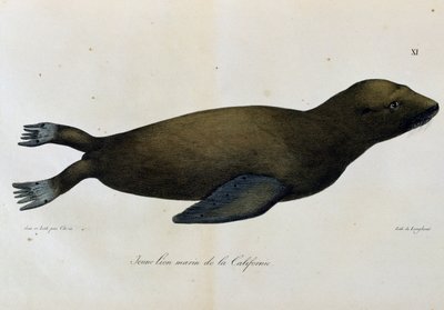 Fiatal oroszlánfóka, Kalifornia, a Scenic Voyage Around the World-ből alkotó: Langlume Langlume
