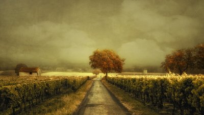 Őszi szőlőültetvény-út alkotó: Lars van de Goor †