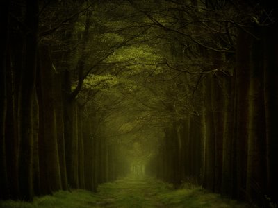 A sötét erdő ösvénye alkotó: Lars van de Goor †