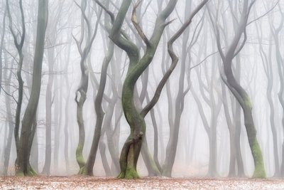 Kísérteties téli erdő alkotó: Lars van de Goor †