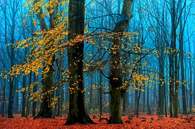 Ködös őszi erdő alkotó: Lars van de Goor †