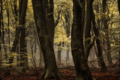 Ködös őszi erdő alkotó: Lars van de Goor †