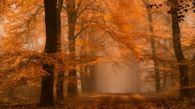 Ködös őszi erdei ösvény alkotó: Lars van de Goor †