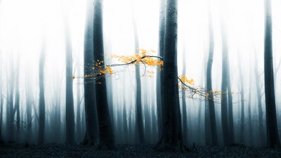 A ködös erdő ragyogása alkotó: Lars van de Goor †