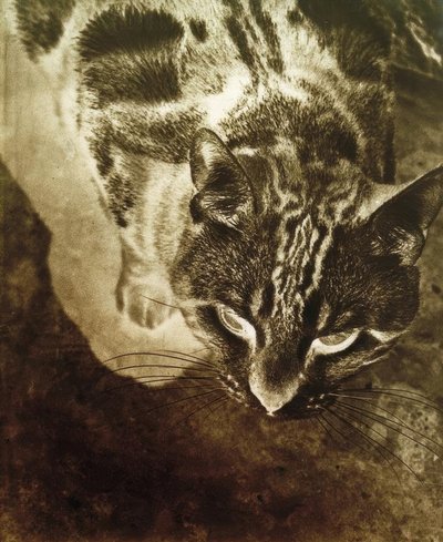 Macska (negatív nyomat) alkotó: Laszlo Moholy Nagy
