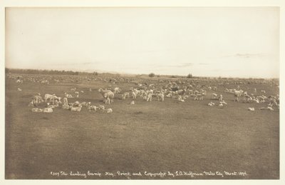 A báránytábor, 1894. alkotó: Laton Alton Huffman