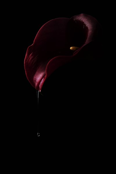 Mélyvörös Calla csepp alkotó: Laura Benvenuti
