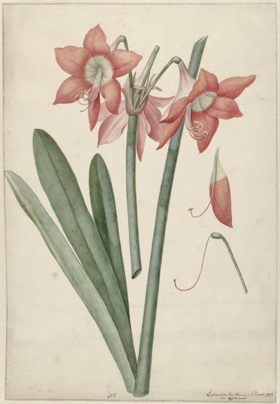 Amaryllis Haoorthia Margaritiferas alkotó: Laurens Jacobsz. van der Vinne