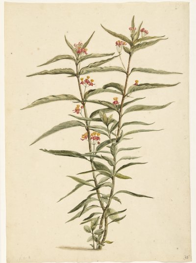 Virágzó orbáncfű (Asclepias curassavica) alkotó: Laurens Vincentsz. van der Vinne
