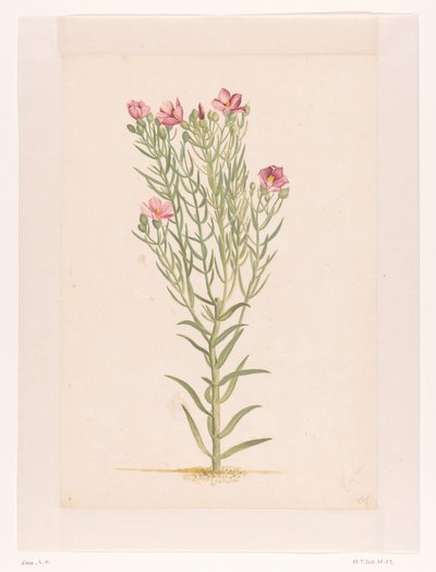 Rózsaszín virágú növény (cím a tárgyon) alkotó: Laurens Vincentsz. van der Vinne