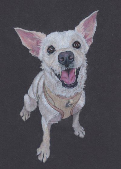 Fluffy , 2025 (színes ceruza, tónusos papírra) alkotó: Laurie Michaels