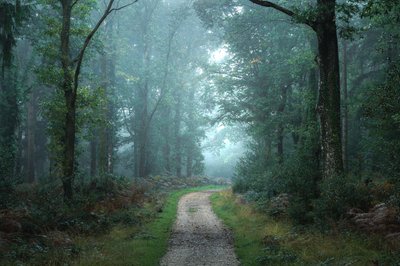 Ágak között, 2023 (fotó) alkotó: Lee Cooper