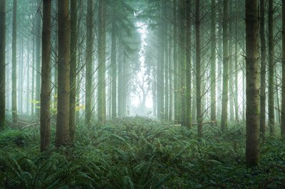 Bramble Path, 2023 (fotó) alkotó: Lee Cooper