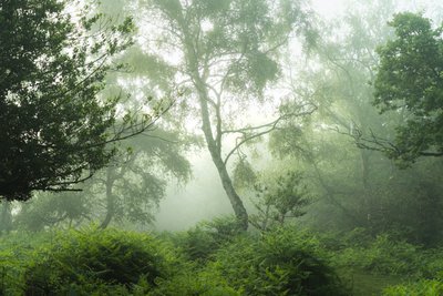 Echoes in Green, 2024 (fotó) alkotó: Lee Cooper