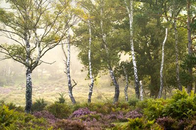 Fading Season, 2023 (fotó) alkotó: Lee Cooper