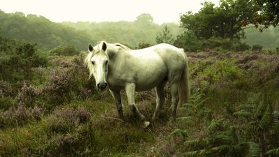 In the Gloaming, 2023 (fotó) alkotó: Lee Cooper
