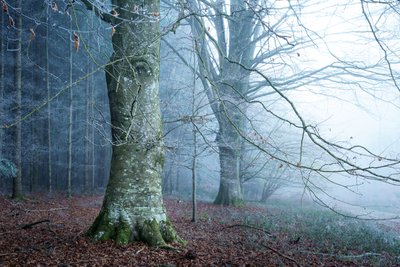 Mosslight, 2023 (fotó) alkotó: Lee Cooper