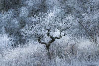 Oldwood Echo, 2022 (fotó) alkotó: Lee Cooper