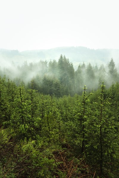 Tavaszi mélység, 2024 (fotó) alkotó: Lee Cooper