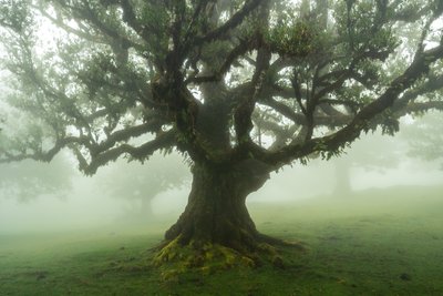 Tales of the Forest, 2025 (fotó) alkotó: Lee Cooper