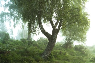 Mesék az erdőből III, 2024 (fotó) alkotó: Lee Cooper