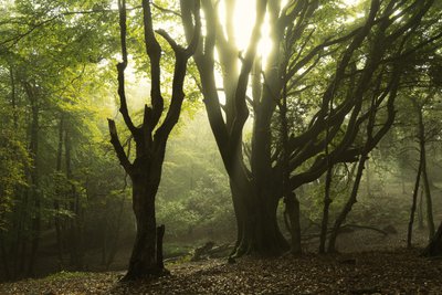 Tales of the Forest II, 2024 (fotó) alkotó: Lee Cooper