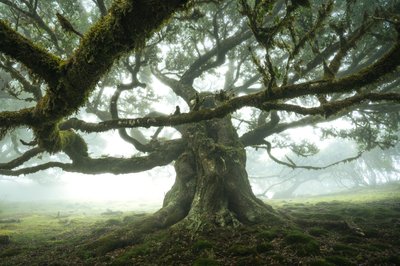 Az erdő hallgat, 2023 (fotó) alkotó: Lee Cooper