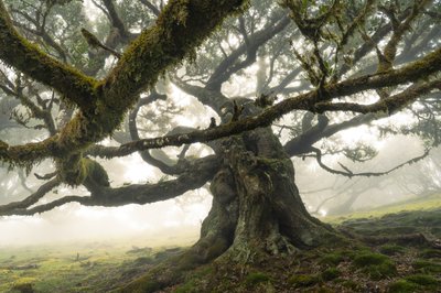 The Forest Remains II, 2023 (fotó) alkotó: Lee Cooper