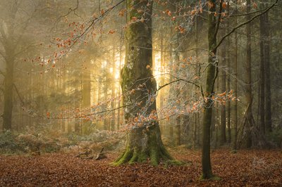 The Hollowing, 2023 (fotó) alkotó: Lee Cooper