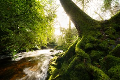 Twilight Grove, 2024 (fénykép) alkotó: Lee Cooper