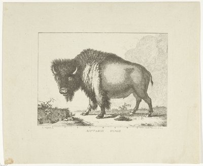 Bölény alkotó: Leendert Brasser