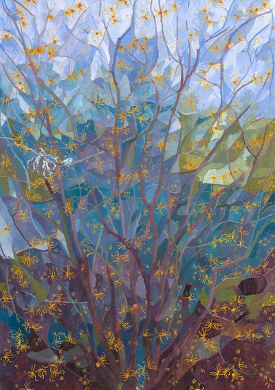 Boszorkánymogyoró virágban, 2015 alkotó: Leigh Glover