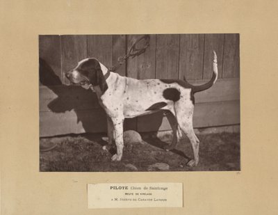 Pilote, Chien de Saintonge, Meute de Virelade, A.M. Joseph de Carayon Latour alkotó: Leon Cremiere