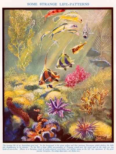 Ausztrál korallzátony (színes litográfia) alkotó: Leonard Robert Brightwell