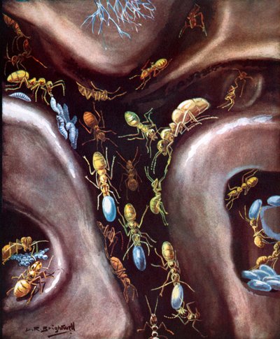 Élet egy rovarközösségben (színes litográfia) alkotó: Leonard Robert Brightwell