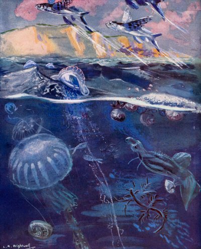 Élet a nyílt tengeren (színes litográfia) alkotó: Leonard Robert Brightwell